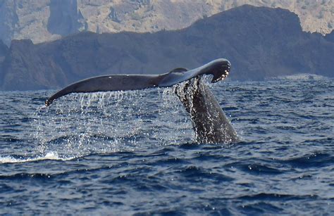 whale watching japan.